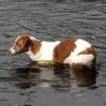 Dog Plays Fetch in Water