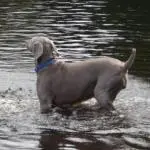 Dog Has Fun in the River