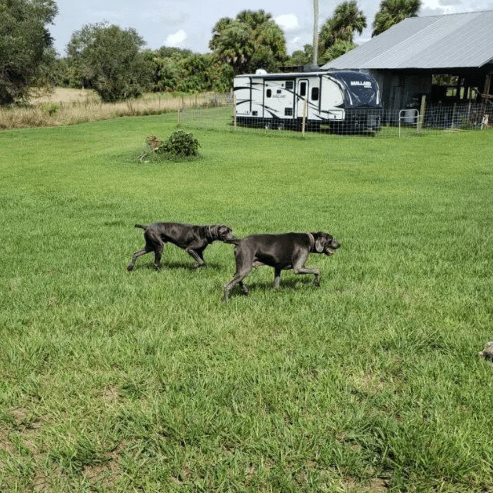 Two dogs are running in the dog park
