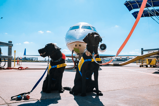 Two black dogs with leashes on a runway.