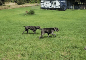 Two dogs are running in the dog park